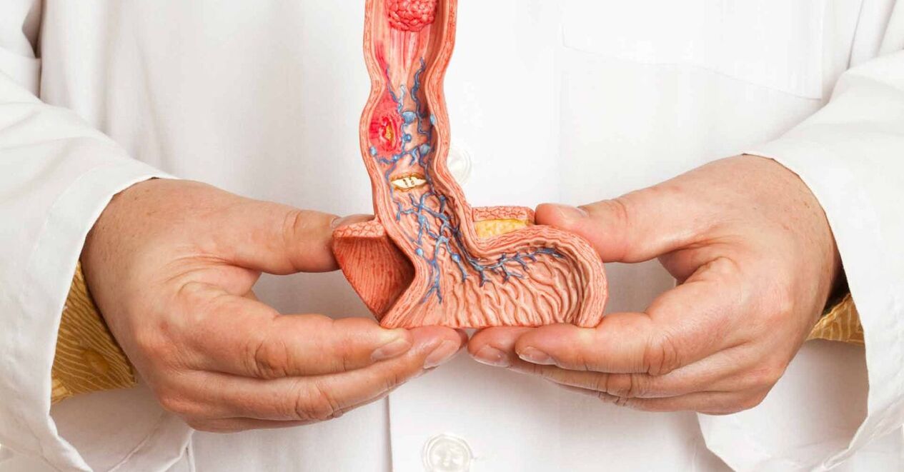 struktur penis